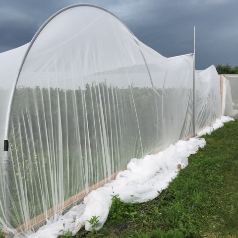 High tunnels at The Berry Patch