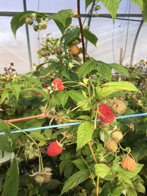 Raspberries growing under net high tunnels