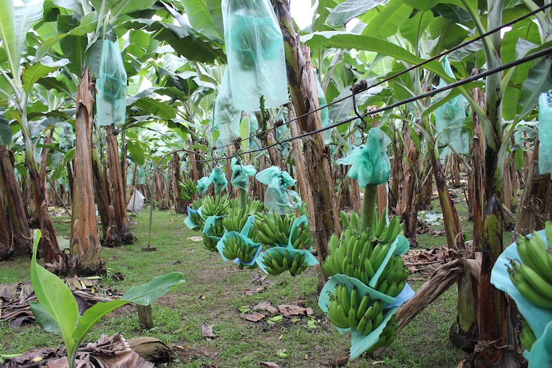 trees loaded with green bananas on an AsoGuabo banana farm
