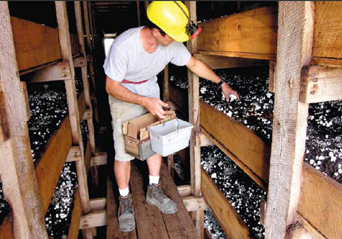 Mushroom farmer with headlamp harvests mushrooms from indoor grow site